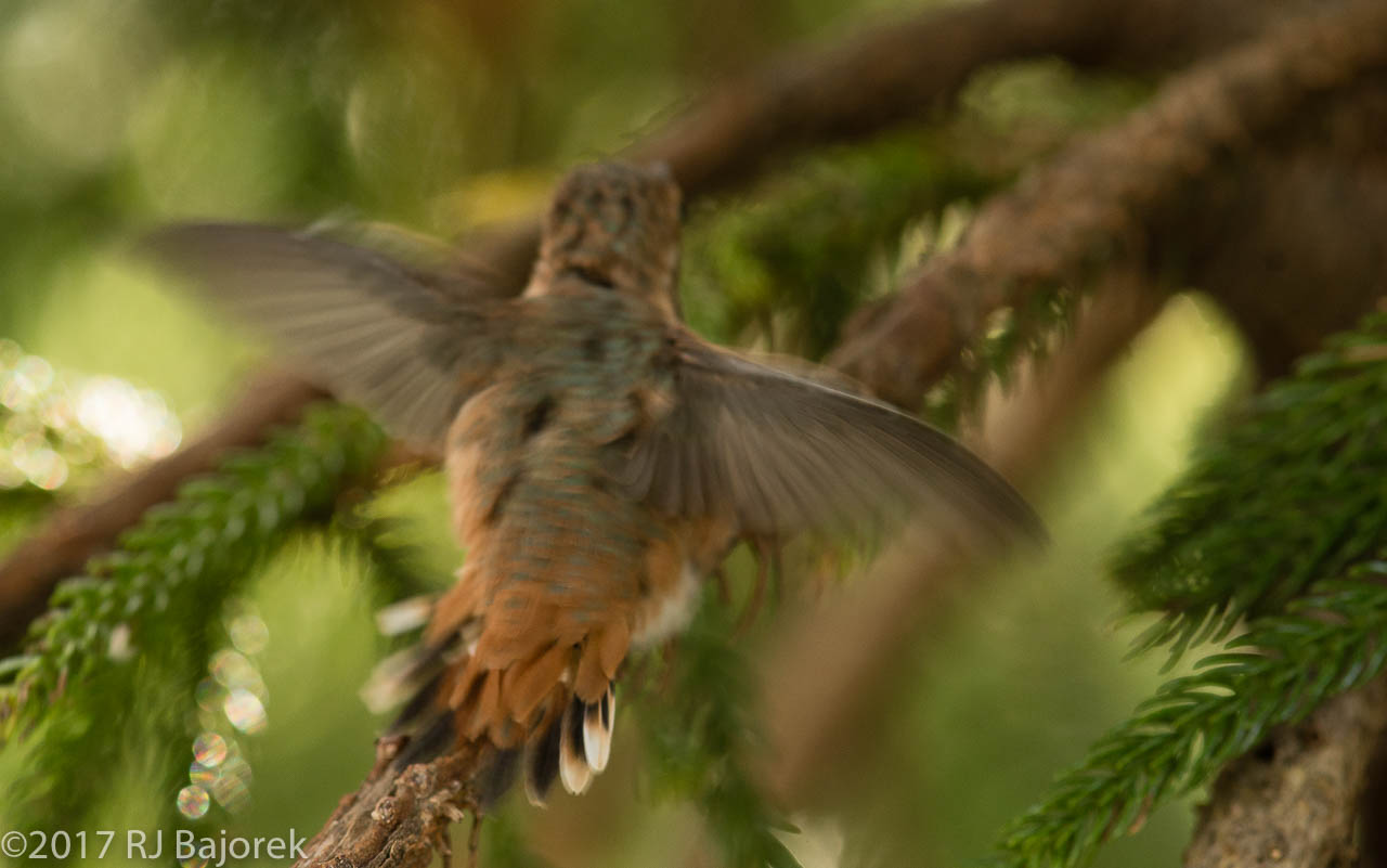 Hummingbirds20170407-95