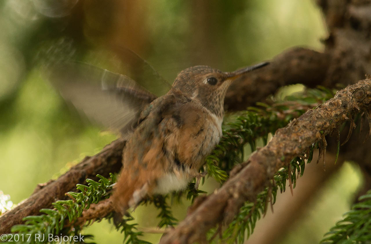 Hummingbirds20170407-98